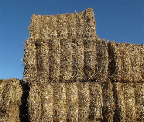Hay Straw Agriculture Field Picture Image 130785029