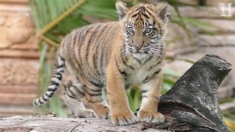 Sumatran Tiger Cub Makes Zoo Debut Youtube