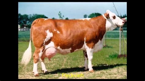 Find great deals on new items shipped from stores to your door. Dairy cows breeds - YouTube