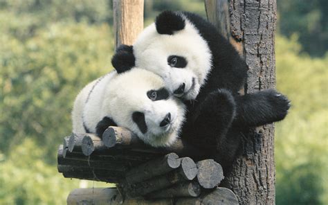 Rencontrer Les Pandas Géants Dans Leur Habitat Naturel Dans Le Sichuan
