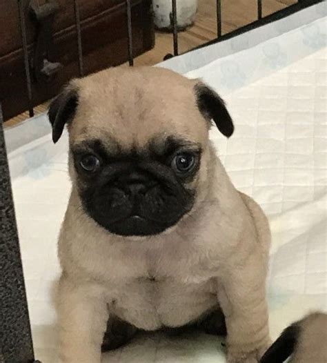 Lovely, chunky, true to type healthy fawn pug puppy. Pug Puppies For Sale | Pittsburgh, PA #250841 | Petzlover