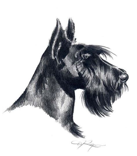 Scottish Terrier Dog Pencil Drawing Art Print By Artist Dj Rogers Dog