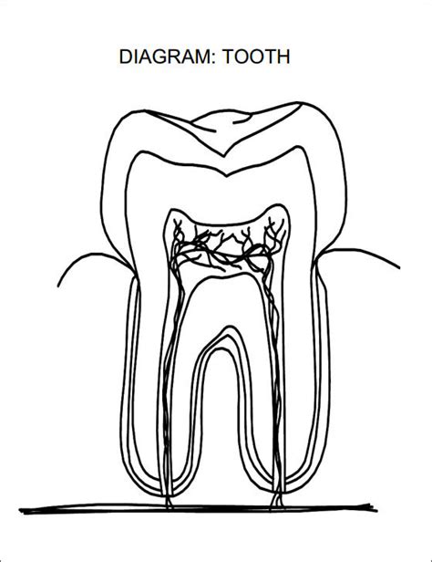 Teeth Diagram Quizlet
