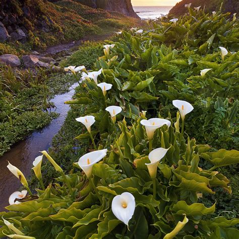 Calla Lily White Giant Zantedeschia Aethiopica Bulbs Giant White