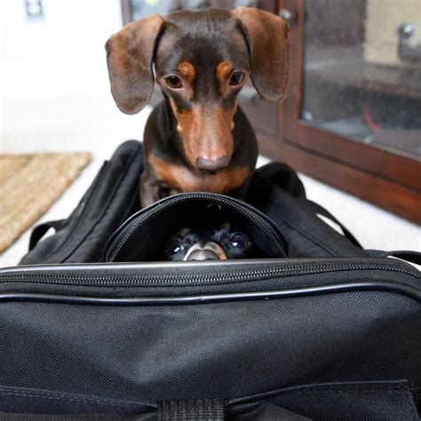 Sneaking Along For The Trip Doxie Dackel