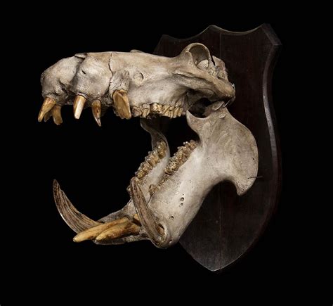 Sold Price Hippopotamus Skull October 4 0120 500 Pm Cest