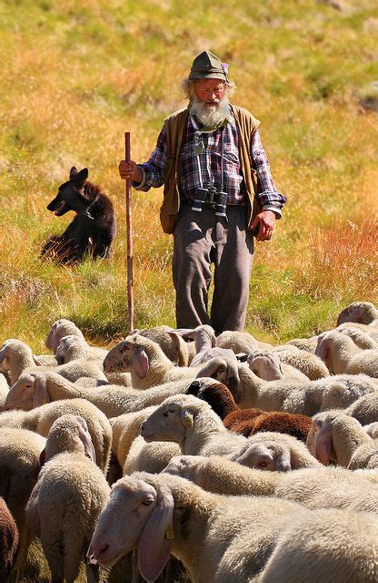 Alpine Shepherd Herding Sheep Sheep And Lamb Sheep Farm