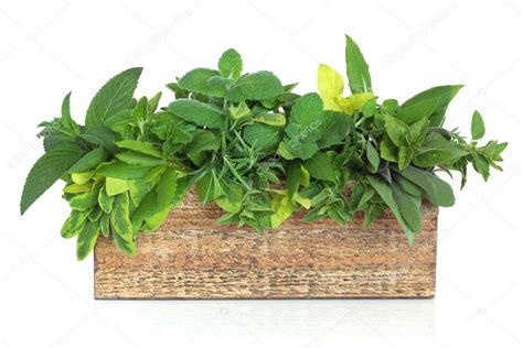 Herb Leaf Mixture — Stock Photo © Marilyna 3527026