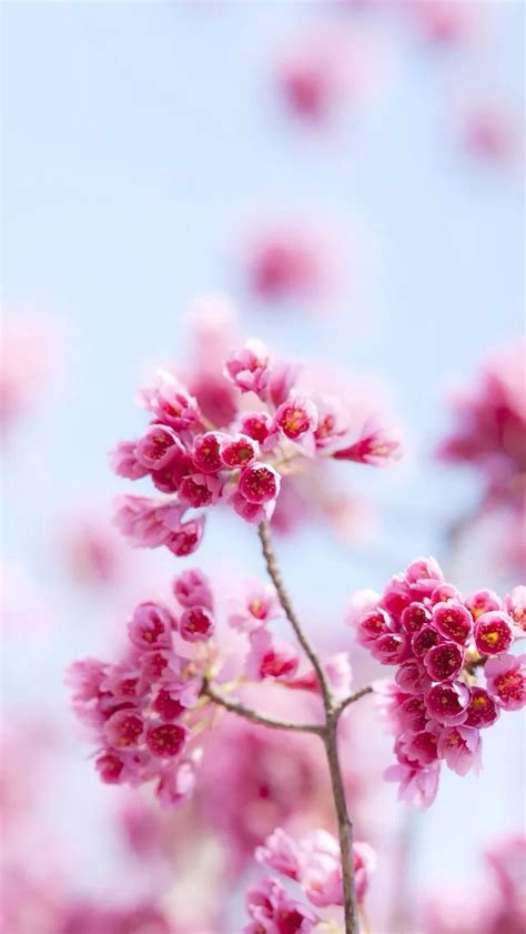 Free Download Pink Flowers Iphone 5s Wallpaper Download Iphone