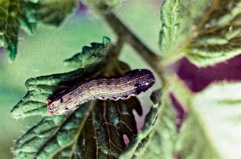 Major and are gradually attaining the major in. Cutworm - Vegetable Resources Vegetable Resources