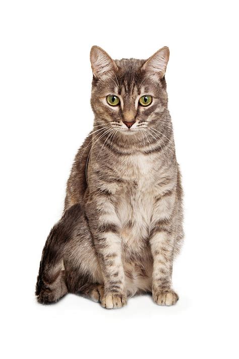 Young Tabby Cat Sitting Looking Down Photograph By Good Focused Pixels