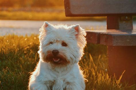 Explaining The Akc Dog Breed Groups Terriers
