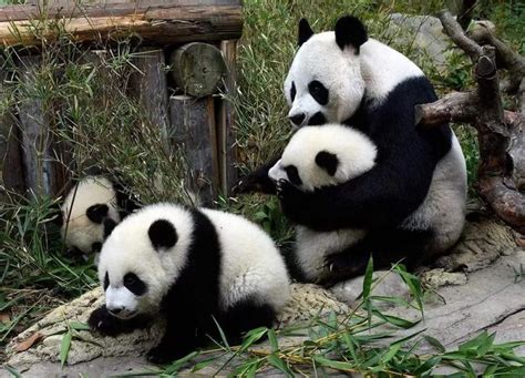 Wolong China Giant Panda Garden Shenshuping Base Easy Tour China