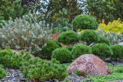 Los 9 Tipos De Arbustos Más Recomendables Para Jardín Y Maceta