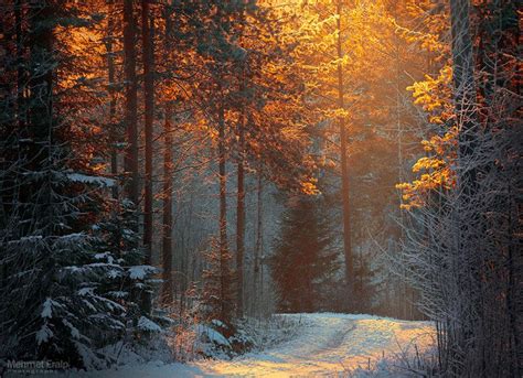 Gold Frost By M On Deviantart Winter Landscape