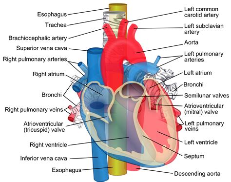 Filerelations Of The Aorta Trachea Esophagus And Other Heart