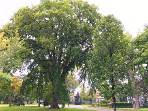 Landmark Tree List Saint Paul Minnesota