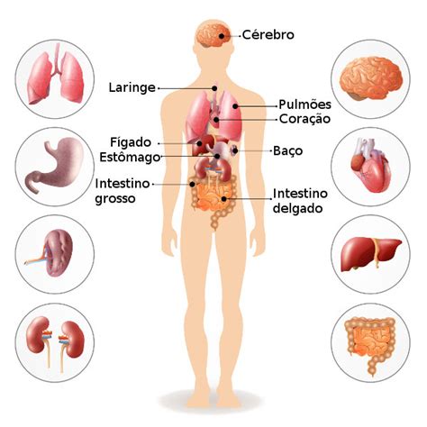 Corpo humano partes do corpo e suas funções Brasil Escola