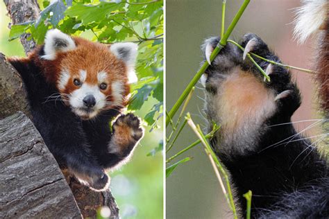 15 Fantastic Facts About Red Pandas 2023