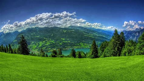 They contain some of world's most extreme trees. Coniferous forest in summer wallpapers and images ...