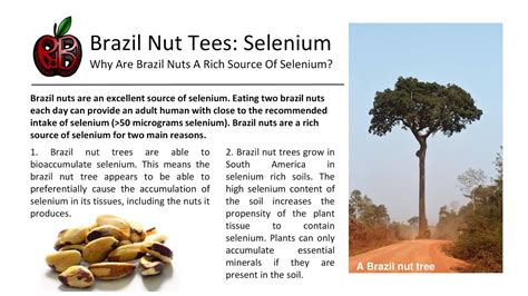 Brazil Nut Trees Selenium