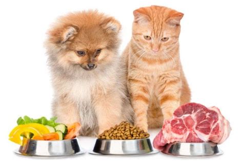 Use a food processor to finely grind all veggies together, or put. Cats and dogs make different food choices — WellBeing ...