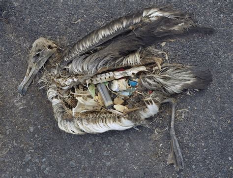 Why Seabirds Cant Stop Eating Plastic The Boston Globe