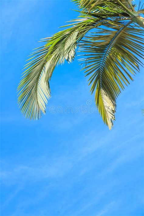 Bladeren Van Palm Stock Afbeelding Image Of Schoonheid 6846907