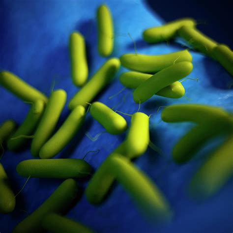 Bacteria Photograph By Sebastian Kaulitzkiscience Photo Library Pixels