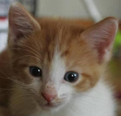 Find a baby cat on gumtree, the #1 site for cats & kittens for sale classifieds ads in the uk. Manx - Colby **kitten** *petco* - Small - Baby - Male ...