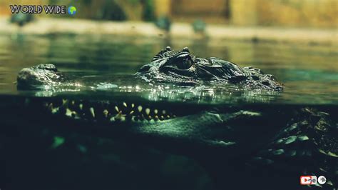 The Biggest Crocodiles In History Alligators Youtube