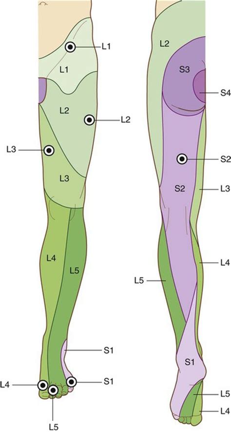 Lower Extremity Peripheral Nerve Distribution Clinical Anatomy Of The