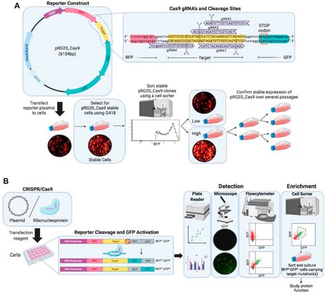 Frontiers Rapid Assessment Of Crispr Transfection Efficiency And My