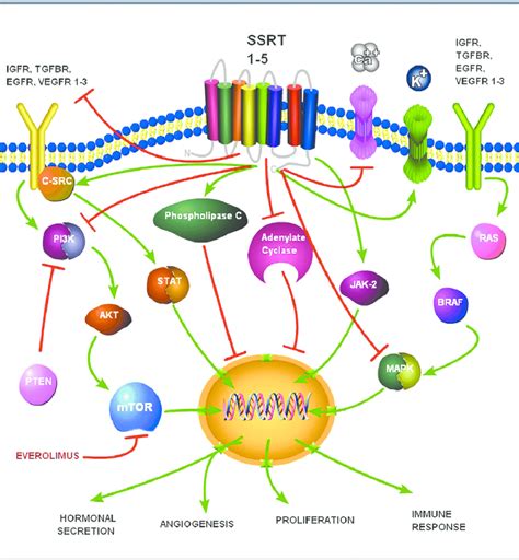G Protein Signal Transduction Pathway
