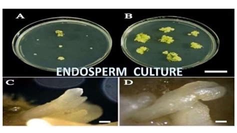Nucellus And Endosperm Culture