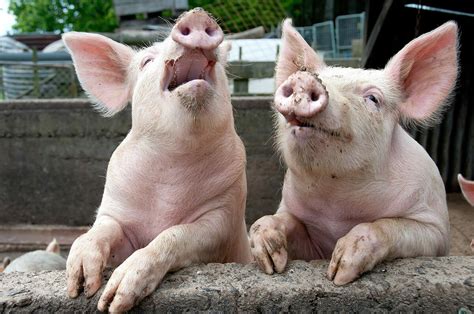 8 Farm Animals That Cant Stop Laughing Modern Farmer