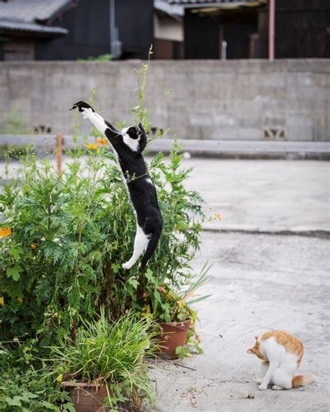 15 Animals Caught In Mid Jump That Will Blow Your Mind Crazy Cats