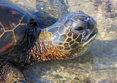 Known As A Honu In Hawaii This Green Sea Turtle Looks Up After