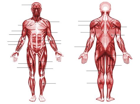 The human body collectively is the most complex machine known to man, like any machine, the human body is made of different body parts situated in some particular way with the goal of performing some function. Human Muscle Anatomy Quiz