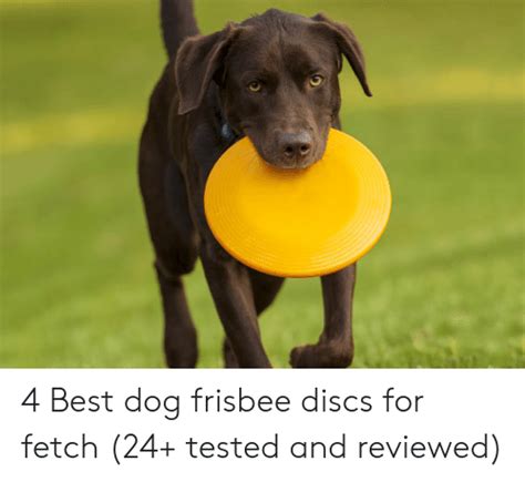 25 Best Memes About Dog Frisbee Dog Frisbee Memes