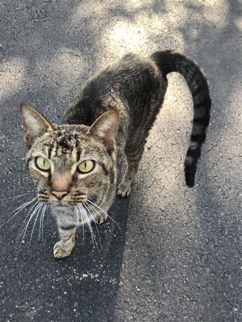 Found Cat Unknown In Cincinnati Oh Lost My Kitty