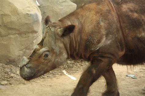 Последние твиты от borneopost online (@theborneopost). The Sumatran rhinoceros - just elusive or near extinction ...