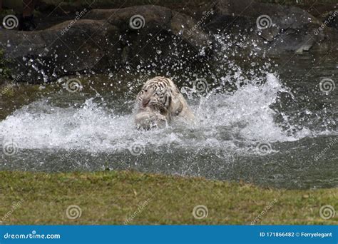 White Tiger Catches Prey Stock Photo Image Of Danger 171866482