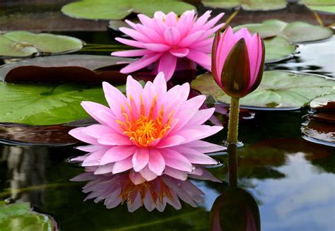 Photos Water Lilies And Plants Flowers Growing Near Ponds Yahoo Image