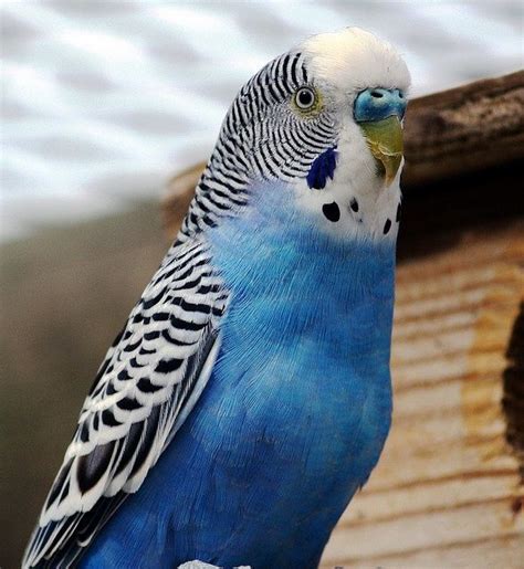 Blue Parakeet Parakeet Pet Birds