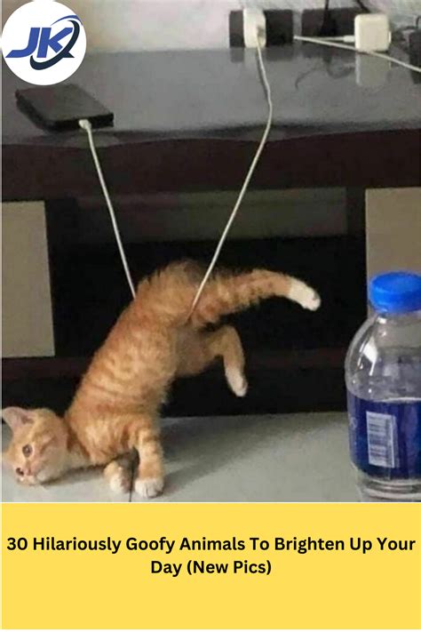 30 Hilariously Goofy Animals To Brighten Up Your Day New Pics Cat