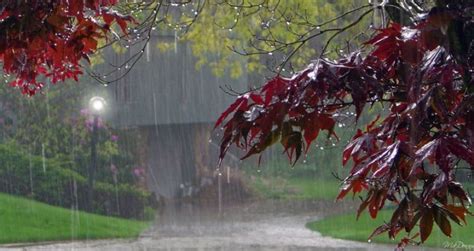 Rain In Punjab And Haryana Rain In Punjab Haryana Likely