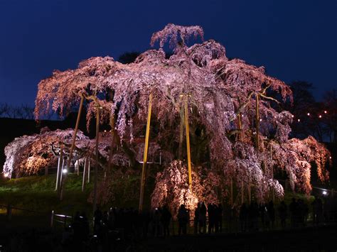 The site owner hides the web page description. 福島県のお花見・桜の名所（2020）夜桜・ライトアップや桜祭り ...
