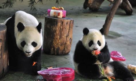 Panda Population Up Nearly 17pc Newspaper Dawncom