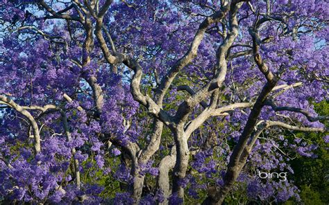 Blooming Jacaranda Trees In New Farm Park Brisbane Queensland Australia